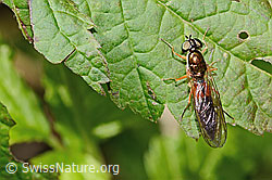 Sargus bipunctatus (C355625)