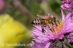 Westliche Honigbiene (Apis mellifera) auf Schwarzdorn (Prunus spinosa)