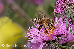 Westliche Honigbiene (Apis mellifera) an Neuenglischer Aster (Aster novae-angliae) (C355632)