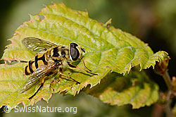 C355647: Totenkopfschwebfliege (Myathropa florea)
