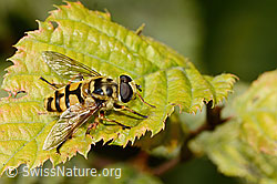 C355649: Totenkopfschwebfliege (Myathropa florea)