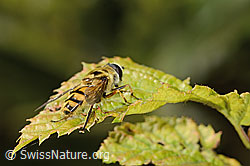 C355651: Totenkopfschwebfliege (Myathropa florea)