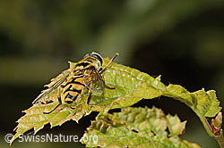 C355652: Totenkopfschwebfliege (Myathropa florea)