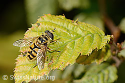 C355653: Totenkopfschwebfliege (Myathropa florea)