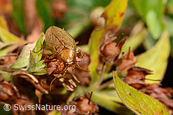 Foto: Bernstein-Waldschabe (Ectobius vittiventris)