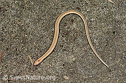 C355666: Blindschleiche (Anguis fragilis)