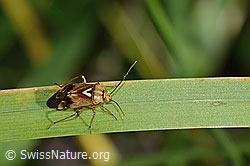 Lygus pratensis (C355674)