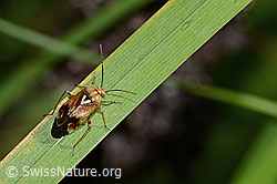 Lygus pratensis (C355677)