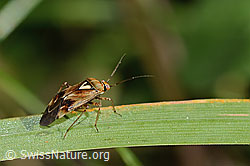 Lygus pratensis (C355680)