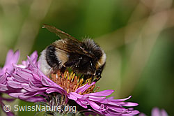 Dunkle Erdhummel (Bombus terrestris)<br/>Neuenglische Aster (Symphyotrichum novae-angliae)