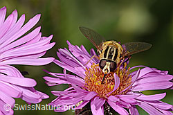 C355695: Grosse Sumpfschwebfliege (Helophilus trivittatus) auf Neuenglischer Aster (Aster novae-angliae)