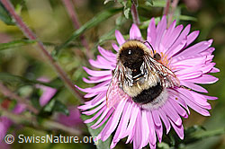 Dunkle Erdhummel (Bombus terrestris) auf Neuenglischer Aster (Aster novae-angliae) (C355705)
