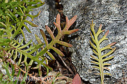 Moschus-Schafgarbe (Achillea erba-rotta ssp. moschata) (C355996)
