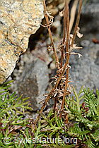 Moschus-Schafgarbe (Achillea erba-rotta ssp. moschata) (C355998)
