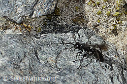 Foto: Anoplius nigerrimus (Wegwespe)