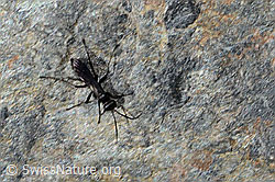 Foto: Anoplius nigerrimus (Wegwespe)