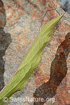 Alpen-Goldrute (Solidago virgaurea ssp. minuta) (C356062)