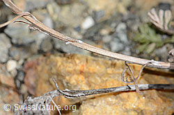 Graues Greiskraut (Senecio incanus) (C356072)