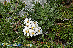 Moschus-Schafgarbe (Achillea erba-rotta ssp. moschata) (C356075)