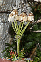 Moschus-Schafgarbe (Achillea erba-rotta ssp. moschata) (C356083)