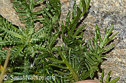 Moschus-Schafgarbe (Achillea erba-rotta ssp. moschata) (C356084)