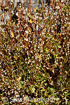 Schildblättriger Ampfer (Rumex scutatus) (C356085)