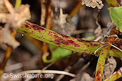 Schildblättriger Ampfer (Rumex scutatus) (C356093)