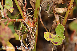 Schildblättriger Ampfer (Rumex scutatus) (C356094)