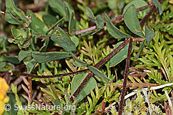 Alpen-Hornklee (Lotus alpinus) (C356114)