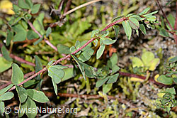 Alpen-Hornklee (Lotus alpinus) (C356116)