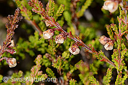 Besenheide (Calluna vulgaris) (09.2025, C356163)