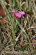 Gewöhnliche Kartäuser-Nelke (Dianthus carthusianorum) (C357333)