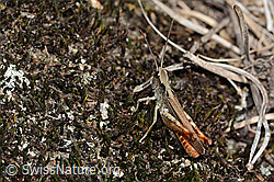 Verkannter Grashüpfer (Chorthippus mollis) (C357344) Verkannter Grashüpfer (Chorthippus mollis) (C357344)