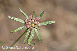 Gemeine Skabiose (Scabiosa columbaria) (C357352)