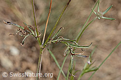 Gemeine Skabiose (Scabiosa columbaria) (C357354)