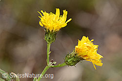 Doldiges Habichtskraut (Hieracium umbellatum) (C357372)