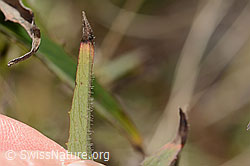 Doldiges Habichtskraut (Hieracium umbellatum) (C357373)