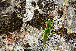 Grünes Heupferd (Tettigonia viridissima) (C357378)