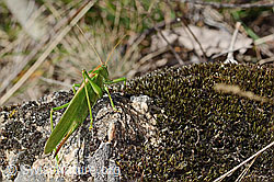 Grünes Heupferd (Tettigonia viridissima) (C357380)