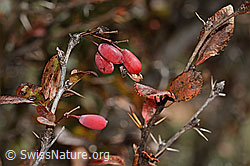 C357417: Gewöhnliche Berberitze (Berberis vulgaris)