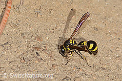 Eumenes subpomiformis (Töpferwespe) (C357444)