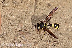 Eumenes subpomiformis (Töpferwespe) (C357445)