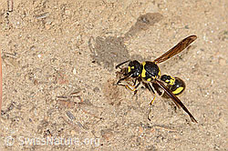 Eumenes subpomiformis (Töpferwespe) (C357448)