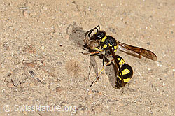 Eumenes subpomiformis (Töpferwespe) (C357450)