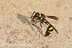 Eumenes subpomiformis (Töpferwespe) (C357452)