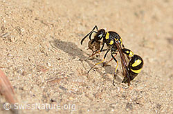 Eumenes subpomiformis (Töpferwespe) (C357455)