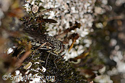 Graugelbe Polsterfliege (Pollenia rudis) (C357827) Graugelbe Polsterfliege (Pollenia rudis) (C357827)