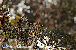 Graugelbe Polsterfliege (Pollenia rudis) (C357831) Graugelbe Polsterfliege (Pollenia rudis) (C357831)