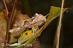 C357851: Achateule (Phlogophora meticulosa)