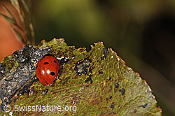 Siebenpunkt-Marienkäfer (Coccinella septempunctata) (C357894)